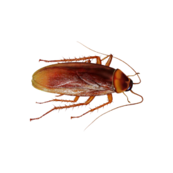 pest control cockroachs in brisbane city