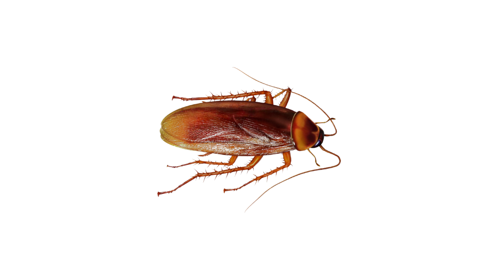 pest control cockroachs in brisbane city