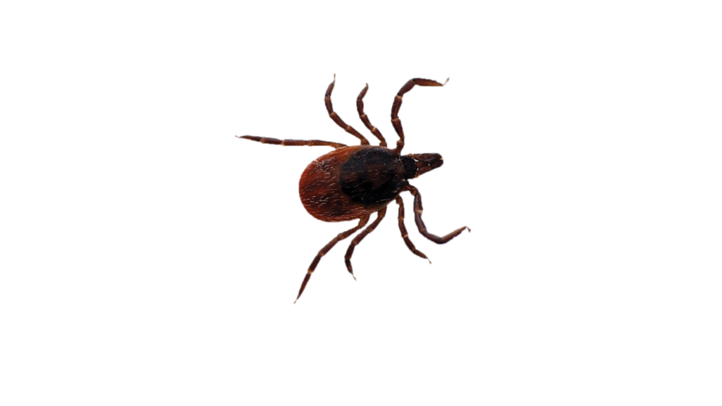 Ticks | Pest Control Service Brisbane